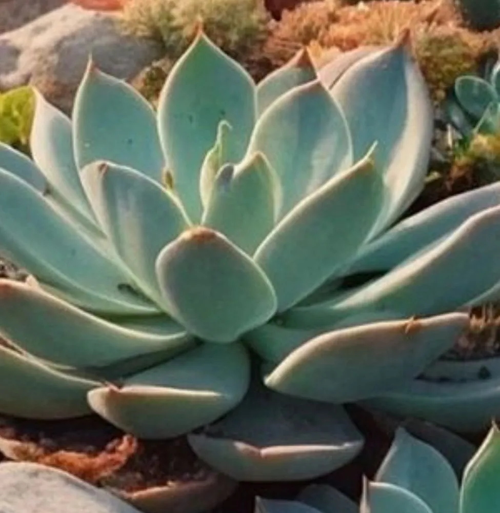 Trusted outdoor landscaping in Jurupa Valley, CA by Superior Irrigation Maintenance