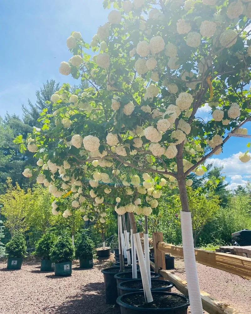 Local lawn care service experts serving Lake Nebagamon, WI - Superior Landscape Contractors