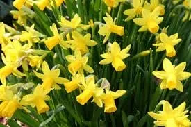 Trusted outdoor landscaping in Marblehead, MA - Superior Landscape