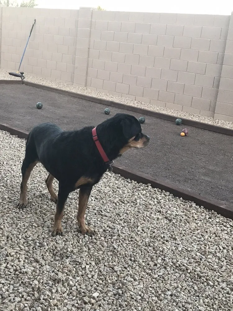 Local lawn care service for year-round maintenance in Cave Creek, AZ by Superior Landscape Specialist