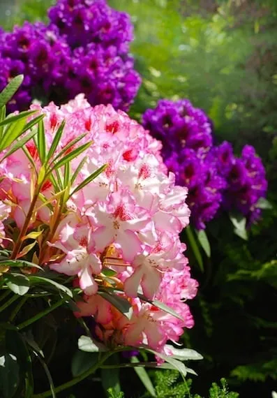 Top-rated lawn care service in San Rafael, CA by Superior Landscapes