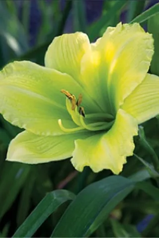 Professional landscaping services for residential properties across San Rafael, CA - Superior Landscapes