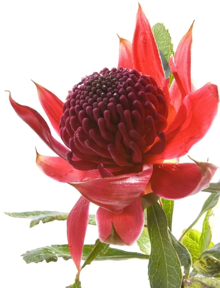 Expert lawn mowing service experts serving San Rafael, CA - Superior Landscapes