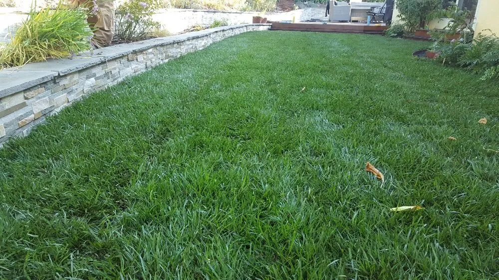 Reliable lawn care service for homes across San Rafael, CA - Superior Landscapes