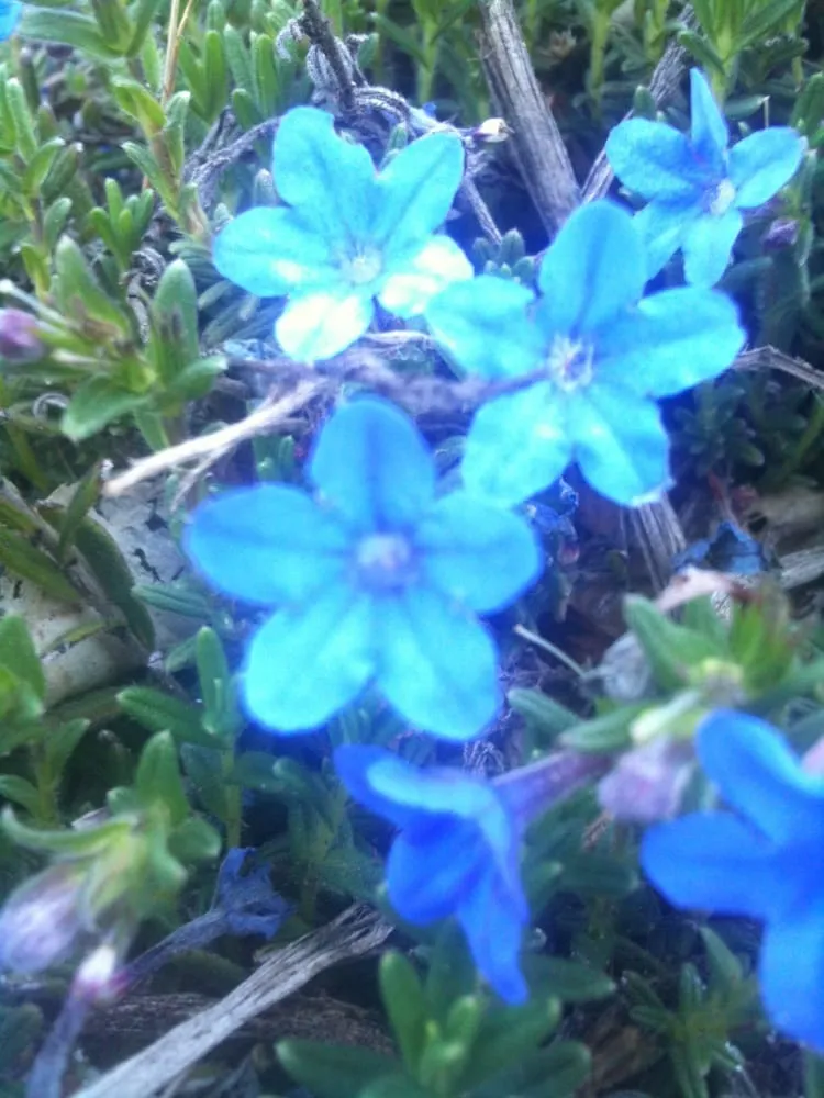 Custom lawn care service for beautiful yards in San Rafael, CA by Superior Landscapes