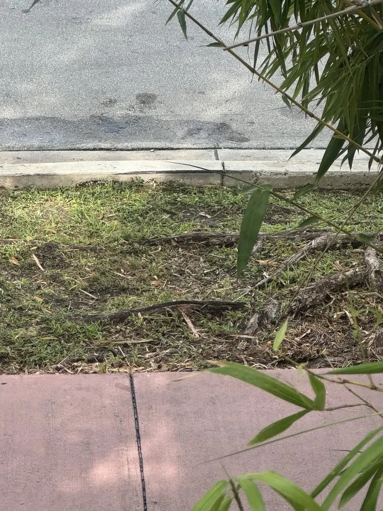 Top-rated landscape installation in Miami, FL by Superior Landscaping & Lawn Service