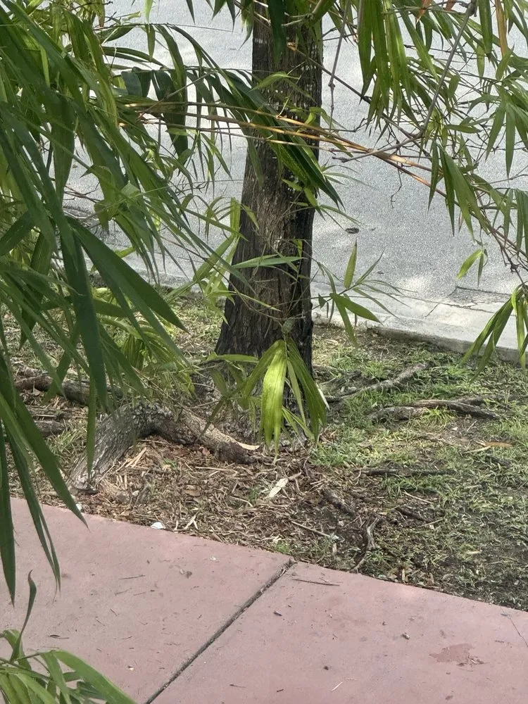 Professional outdoor landscaping in Miami, FL by Superior Landscaping & Lawn Service