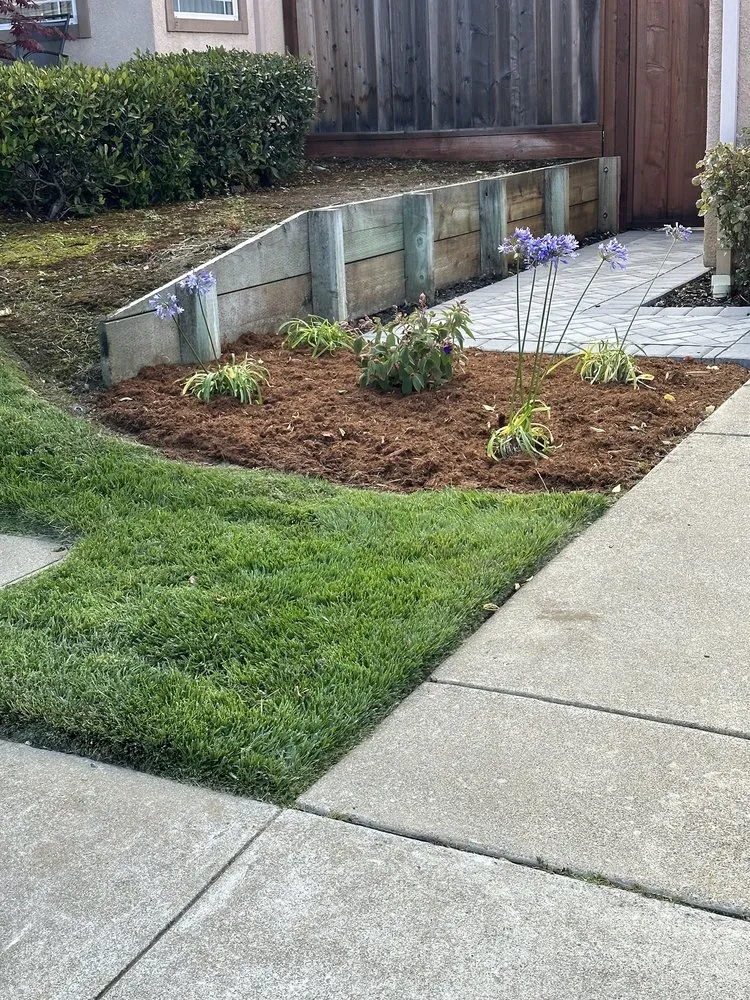 Professional yard cleanup service experts serving San Carlos, CA - Superior Landscaping Service
