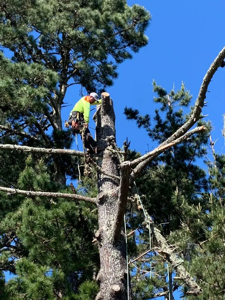 Affordable yard maintenance for outdoor upgrades across San Carlos, CA - Superior Landscaping Service