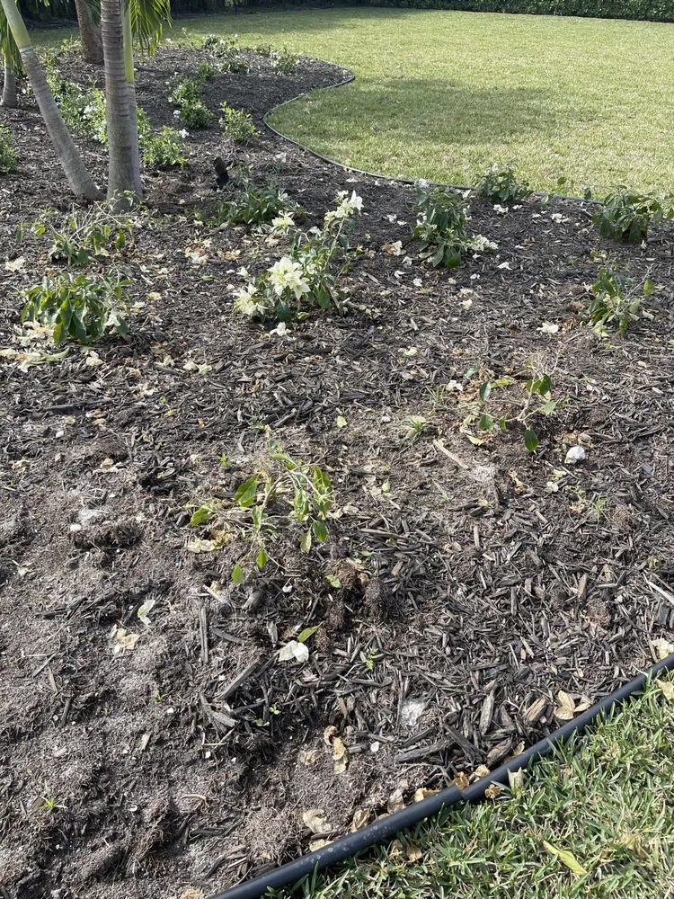 Reliable lawn care service near you across Naples, FL - Superior Landscaping Services