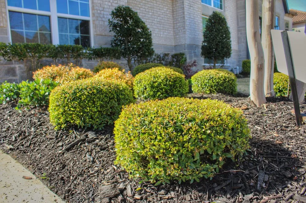 Top-rated landscaping services in Frisco, TX by Superior Lawn & Landscaping