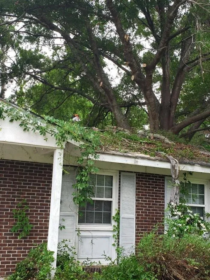 Top-rated lawn care service in Jacksonville, NC by Superior Lawn & Tree Service