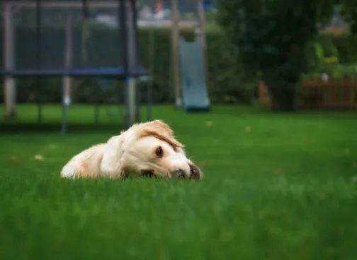 Local lawn mowing service in Oklahoma City, OK by Superior Lawn Solutions