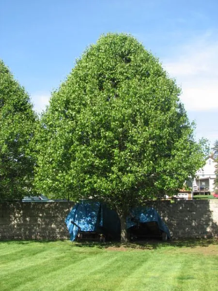 Local yard maintenance with custom design across Congers, NY - Superior Lawns and Landscaping