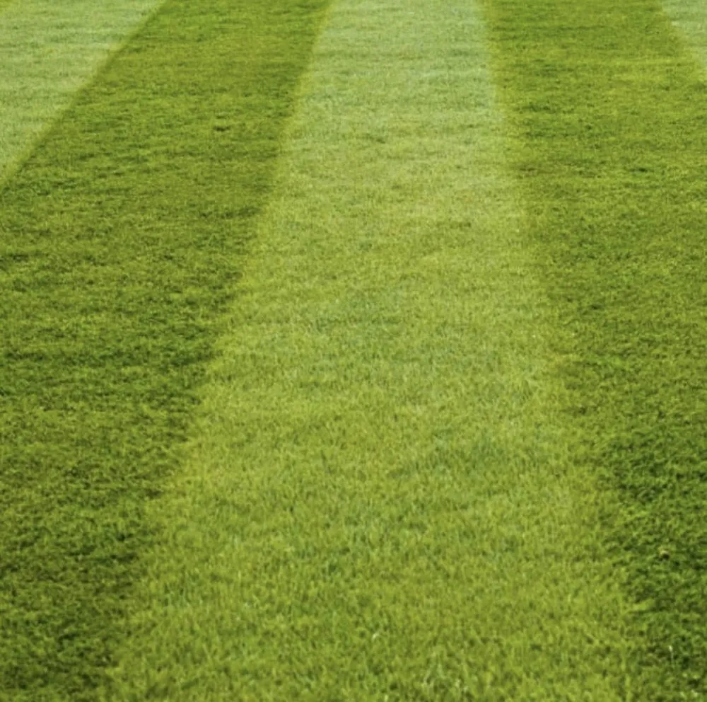 Affordable yard cleanup service in Upper Marlboro, MD by Superior Management Group