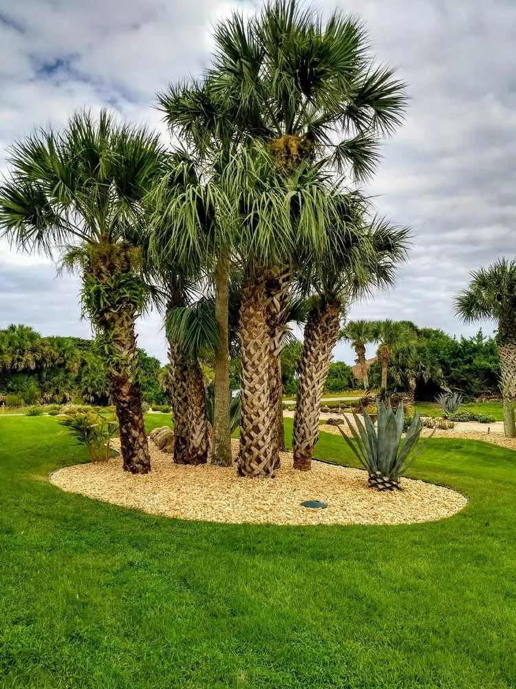 Expert yard cleanup service in Saint Augustine Shores, FL by Superior Outdoor Design