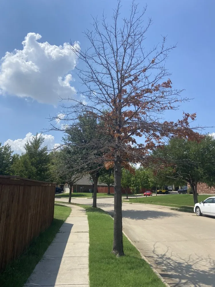 Local lawn care service in Fort Worth, TX by Superior Outdoor Services