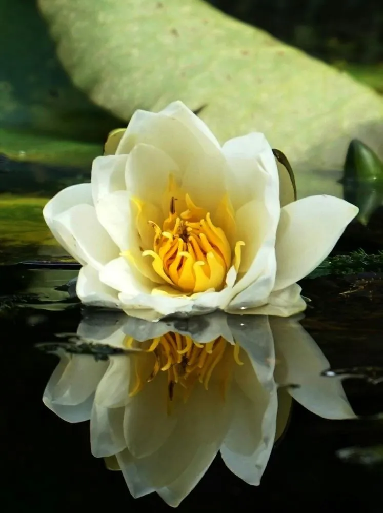 Custom yard cleanup service in Sinking Spring, PA by Superior Ponds & Waterfalls