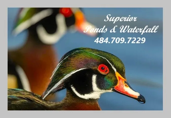 Top-rated outdoor landscaping in Sinking Spring, PA - Superior Ponds & Waterfalls