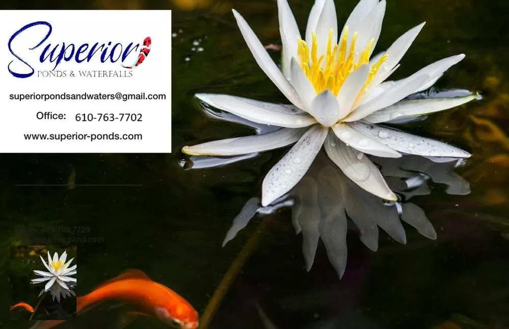 Affordable yard cleanup service in Sinking Spring, PA - Superior Ponds & Waterfalls