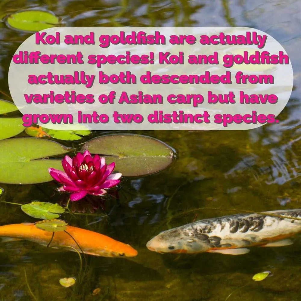 Professional landscape installation in Prior Lake, MN by Superior Ponds