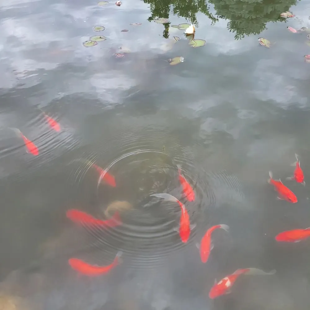 Custom landscape design in Prior Lake, MN by Superior Ponds