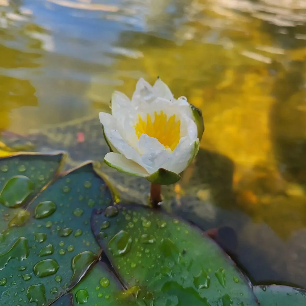 Local yard cleanup service in Prior Lake, MN - Superior Ponds