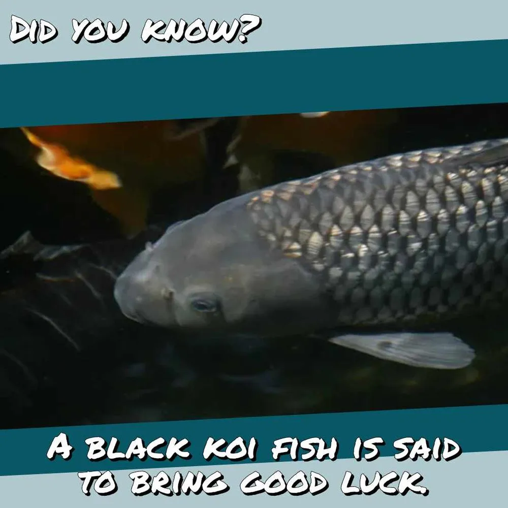 Top-rated garden landscaping experts serving Prior Lake, MN - Superior Ponds