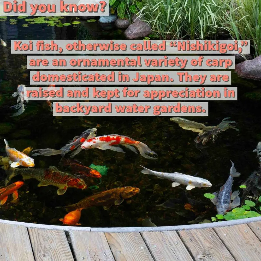 Top-rated outdoor landscaping near you in Prior Lake, MN by Superior Ponds