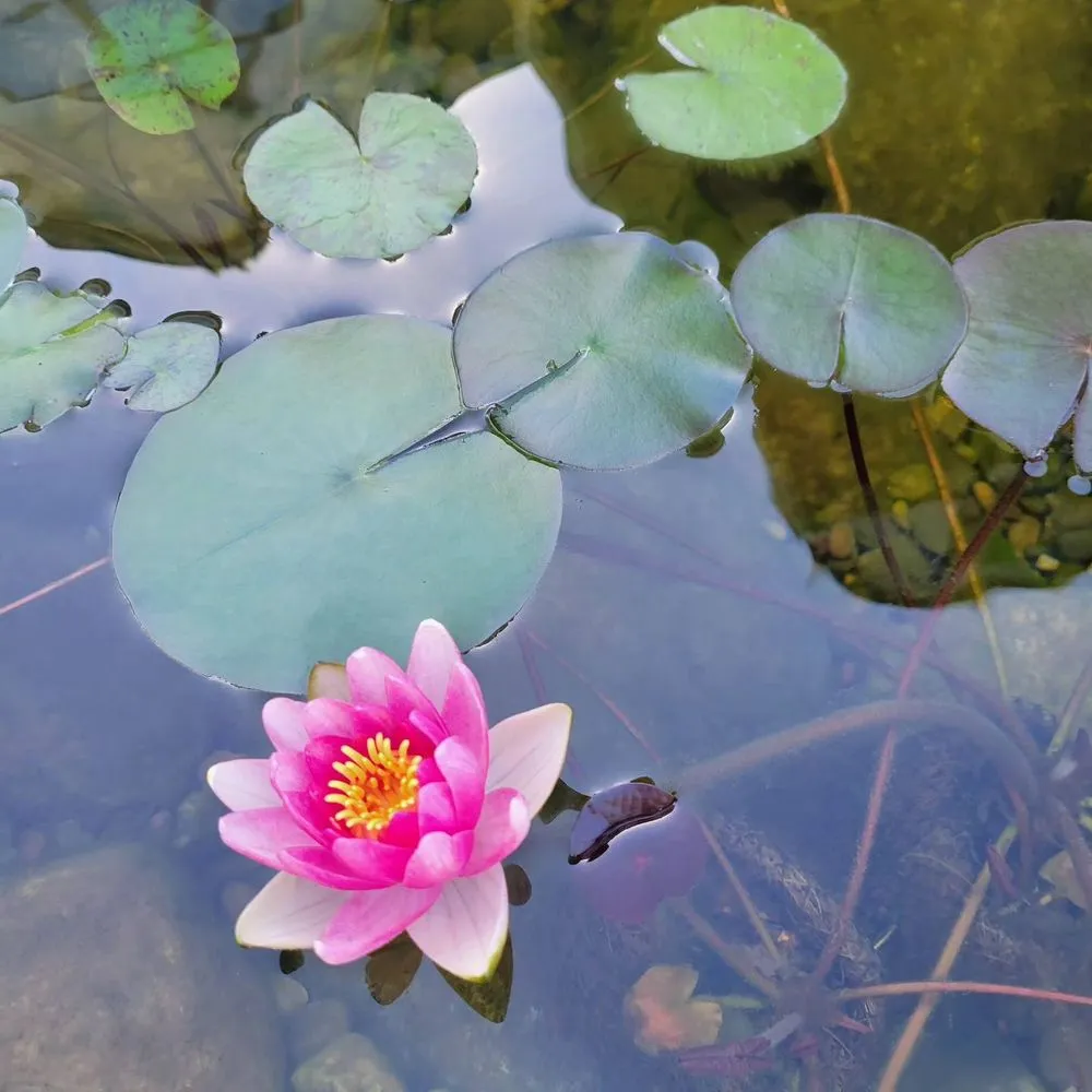 Expert landscape design for outdoor upgrades in Prior Lake, MN by Superior Ponds