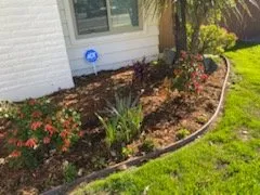 Affordable yard cleanup service in La Mesa, CA by Superior Quality Landscaping
