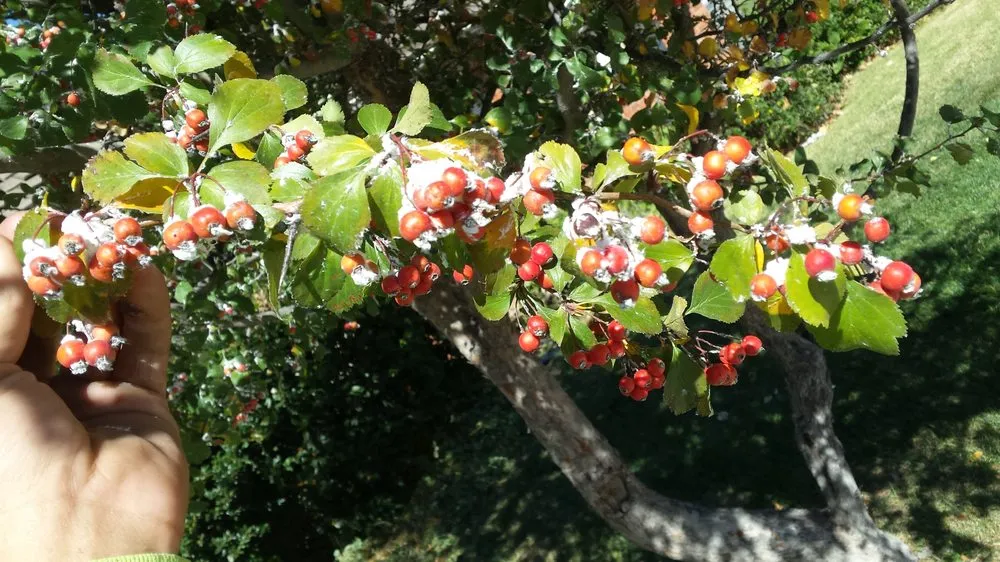 Top-rated landscaping services for year-round maintenance across Amarillo, TX - Superior Quality Lawn And Landscape