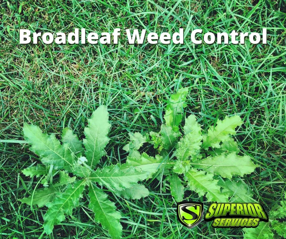 Professional lawn mowing service experts serving Decatur, AL - Superior Services