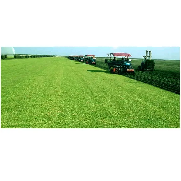 Professional lawn mowing service near you across Kissimmee, FL - Superior Sod