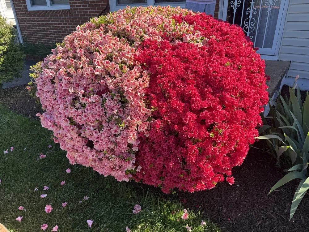 Affordable lawn care service for homes in Knoxville, TN by Superior Stripes Lawn Care