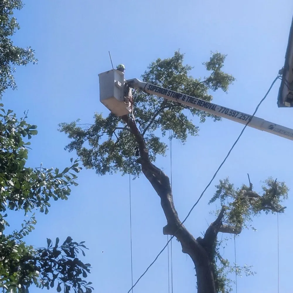 Local yard cleanup service for beautiful yards across Douglasville, GA - Superior Stump Removal