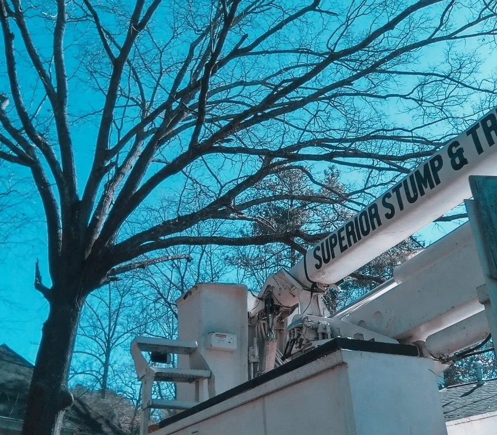 Trusted landscape installation with custom design in Douglasville, GA by Superior Stump Removal