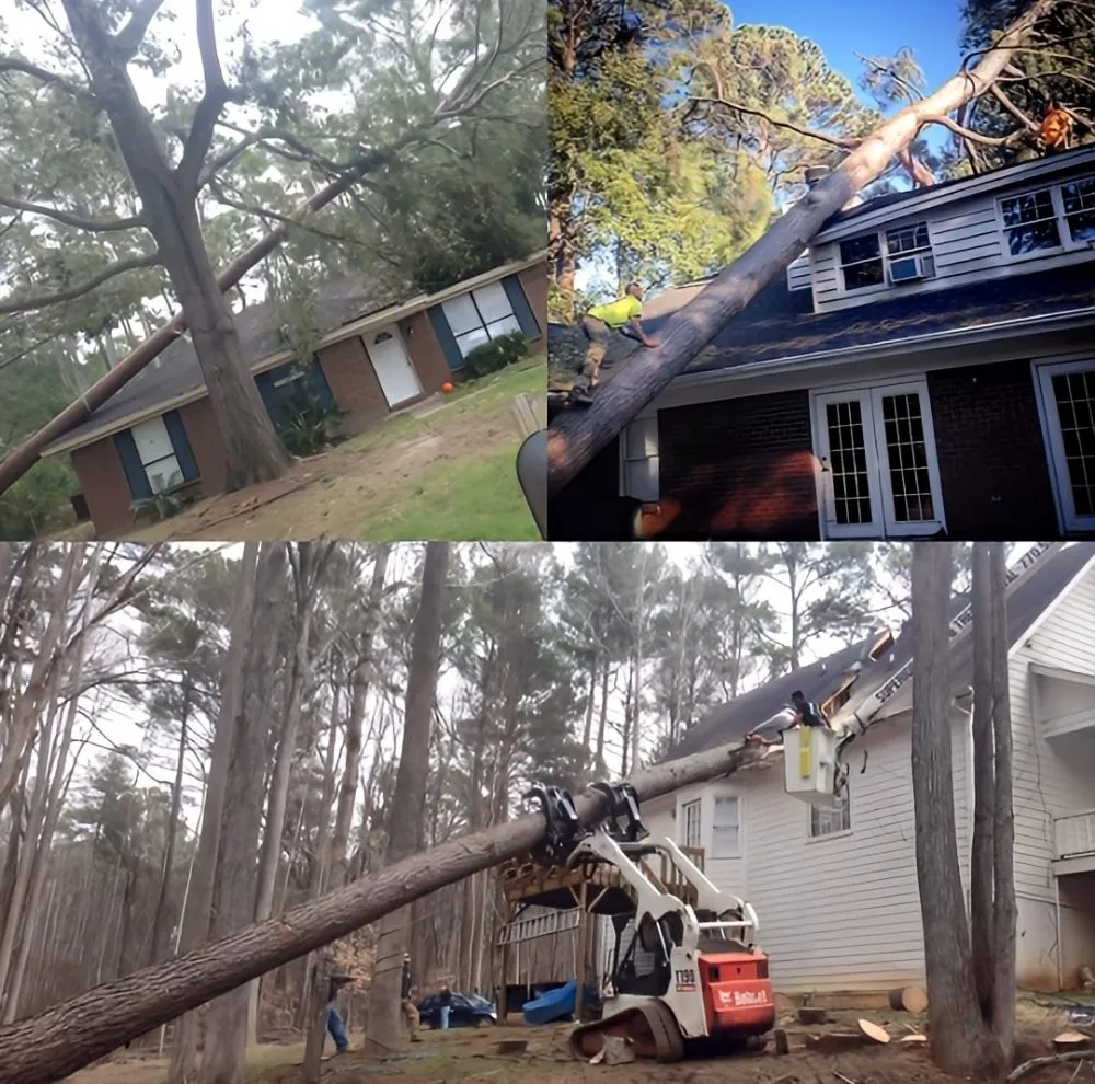 Top-rated yard cleanup service for homes across Douglasville, GA - Superior Stump Removal