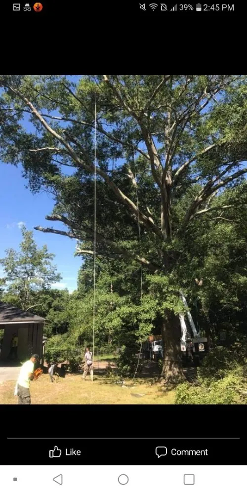 Professional landscape design with custom design across Douglasville, GA - Superior Stump Removal