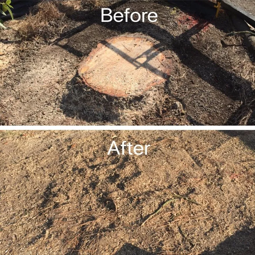 Local landscape design for year-round maintenance across Mooresville, NC - Superior Stump Solutions