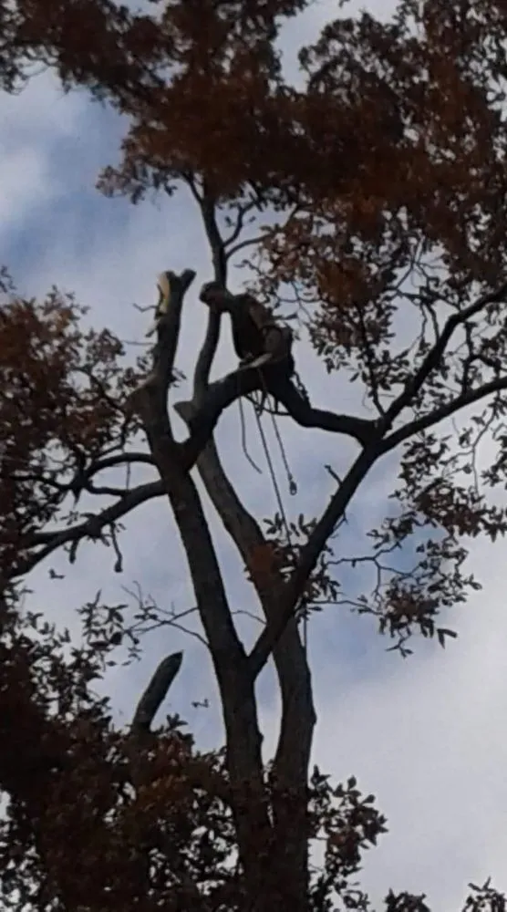 Reliable lawn mowing service in Loudon, TN - Superior Tree and Land Management