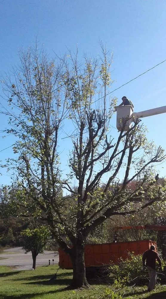 Reliable yard maintenance in Loudon, TN by Superior Tree and Land Management