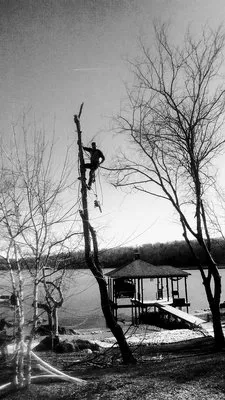 Superior Tree and Land Management Logo