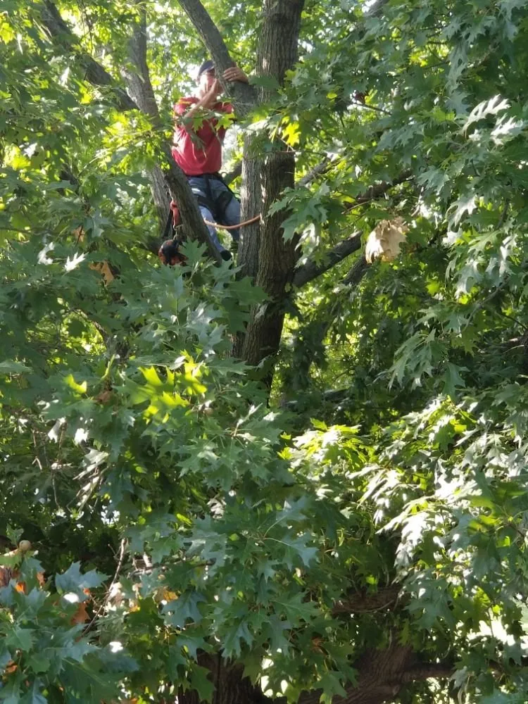 Reliable yard cleanup service experts serving Fort Worth, TX - Superior Tree and Landscape