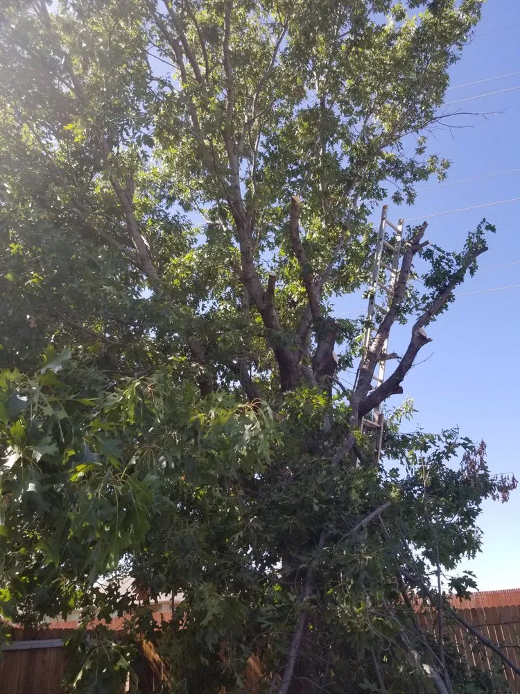 Custom yard maintenance for homes in Fort Worth, TX by Superior Tree and Landscape