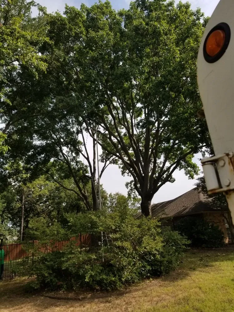 Local yard maintenance in Fort Worth, TX - Superior Tree and Landscape