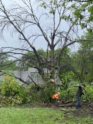 Superior Tree and Landscape Logo