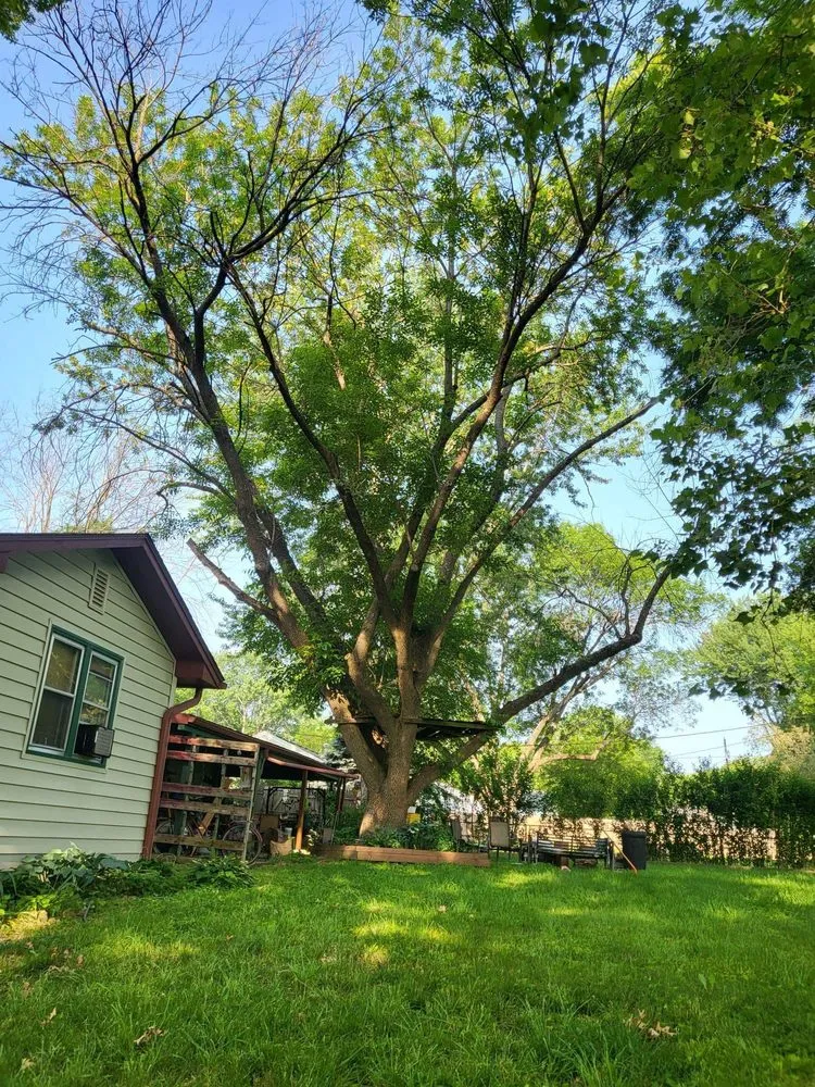 Expert landscaping services in Rayville, MO by Superior Tree and Landscaping