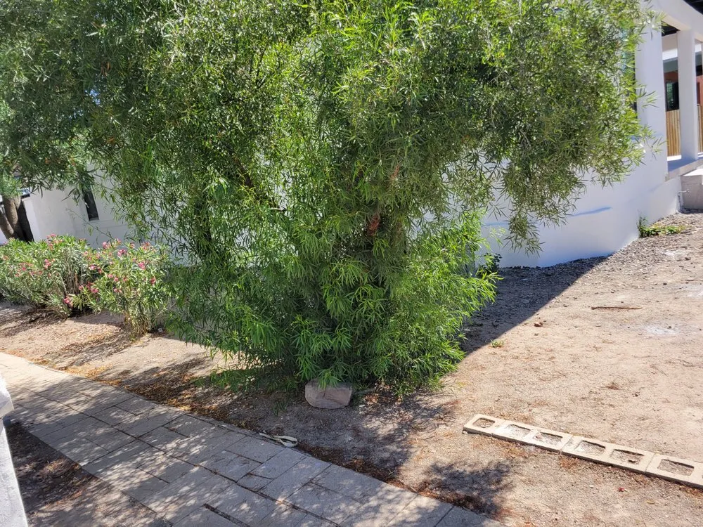 Expert lawn care service for year-round maintenance across Tucson, AZ - Superland Landscaping