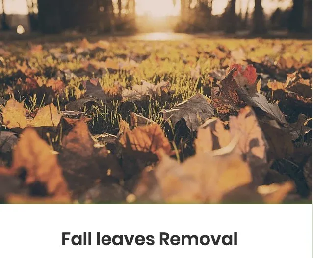 Expert lawn care service in Sandy Springs, GA by Superlush Landscaping